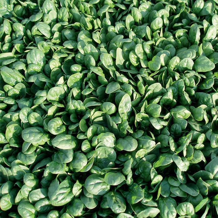  Reflect Hybrid Spinach