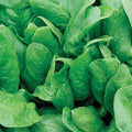  Space Hybrid Spinach
