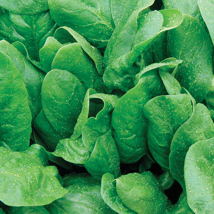  Space Hybrid Spinach