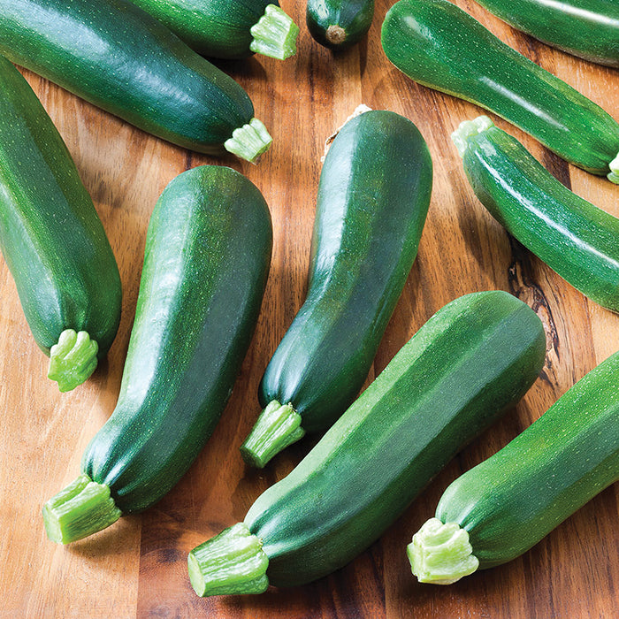  Black Beauty Zucchini Squash