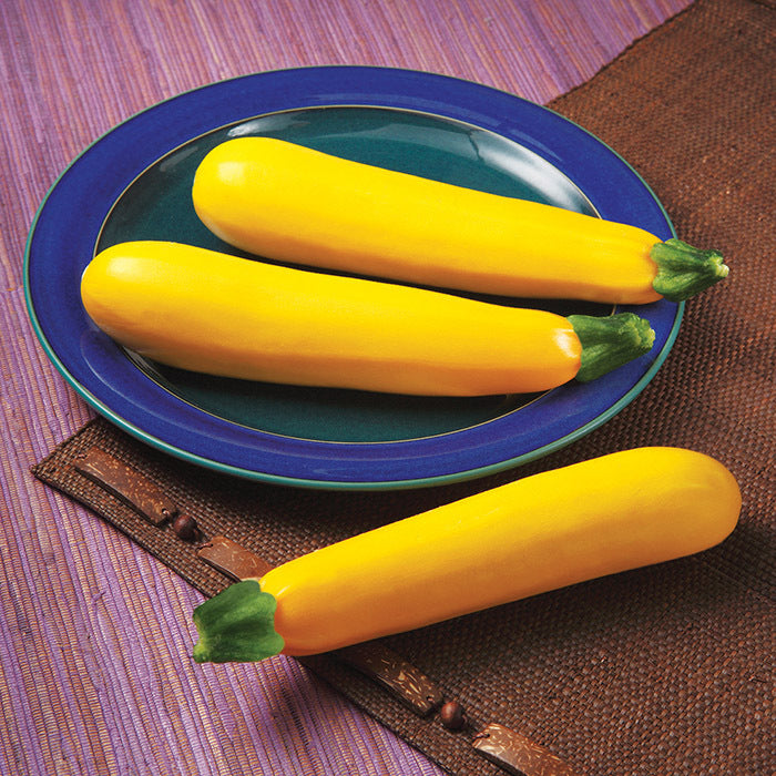  Golden Glory Hybrid Summer Squash