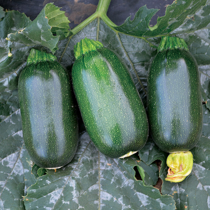  Green Griller Hybrid Squash