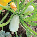 Grey Griller Summer Squash