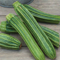  Latino Hybrid Summer Squash