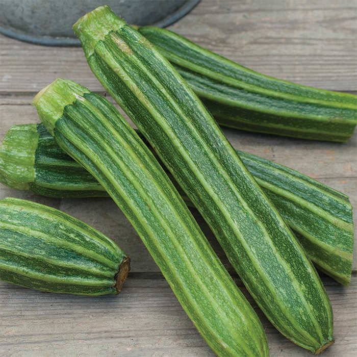  Latino Hybrid Summer Squash