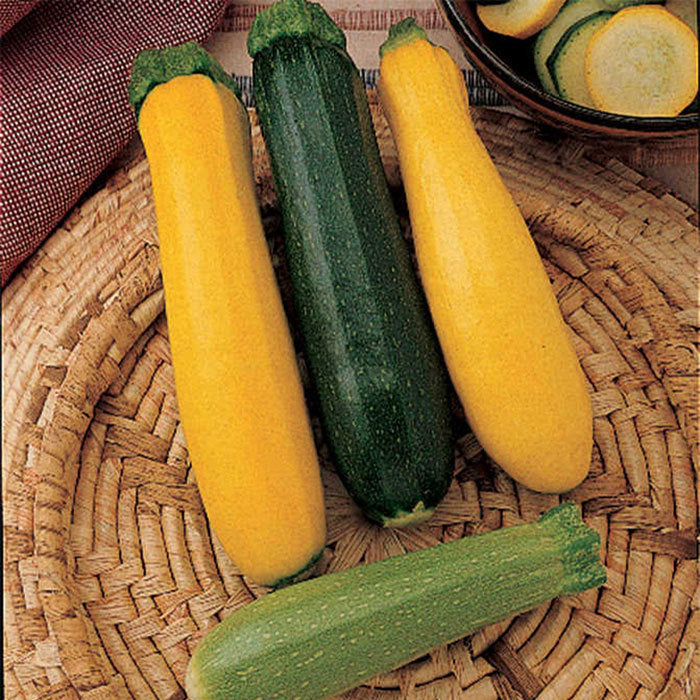  Jung Summer Medley Squash