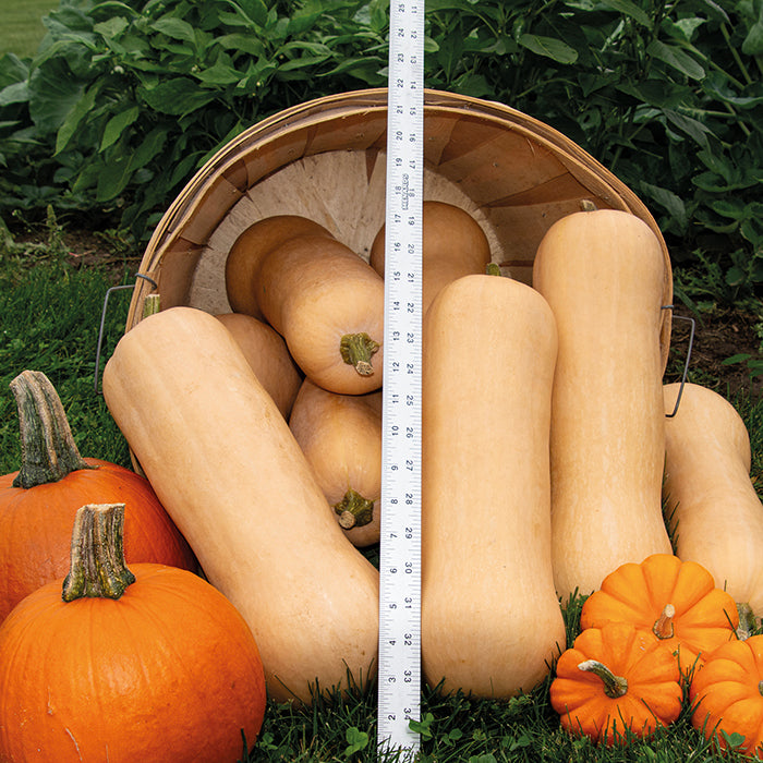 Dick's Pick Hybrid Butternut Squash