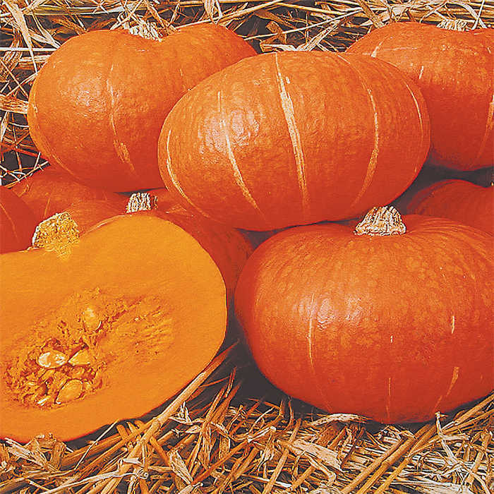 Maxima Sunshine Hybrid Winter Squash