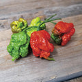  Carolina Reaper Pepper