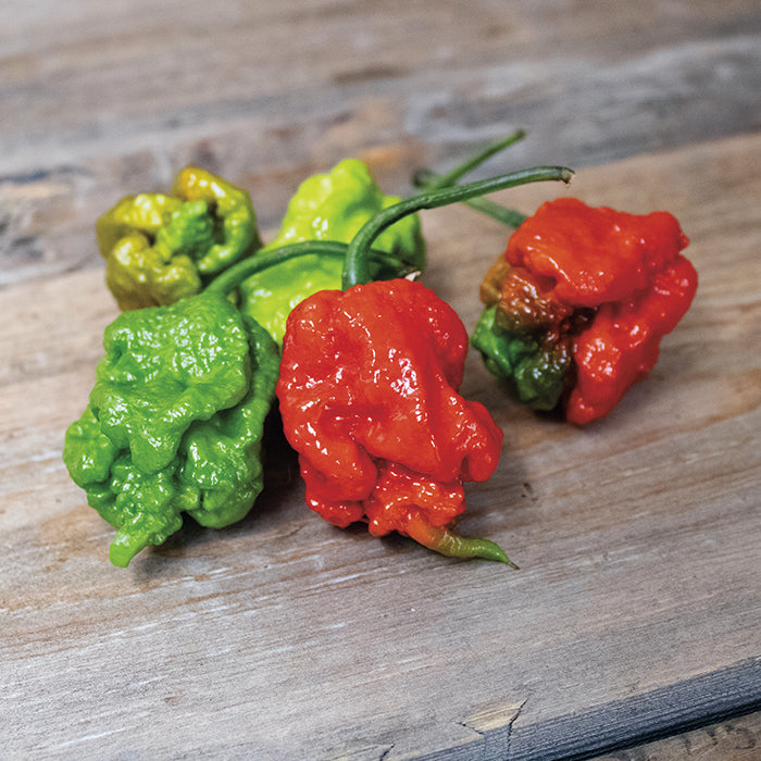  Carolina Reaper Pepper