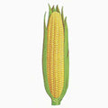  Early Golden Bantam Sweet Corn