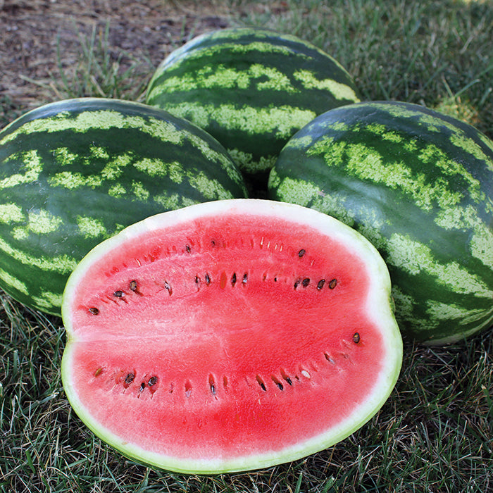  Crimson Sweet Watermelon