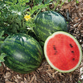  Mini Love Hybrid Watermelon
