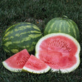  Secretariat Hybrid Watermelon
