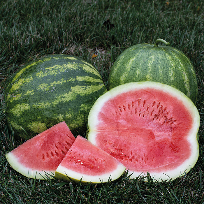  Secretariat Hybrid Watermelon