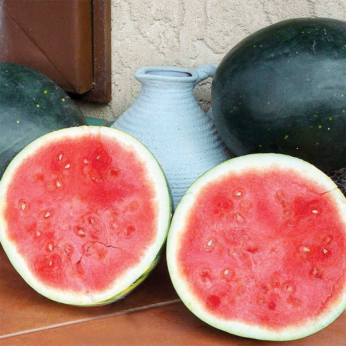  Harvest Moon Hybrid Seedless Watermelon