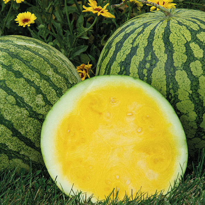  Yellow Buttercup Hybrid Seedless Watermelon