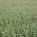  Buckwheat