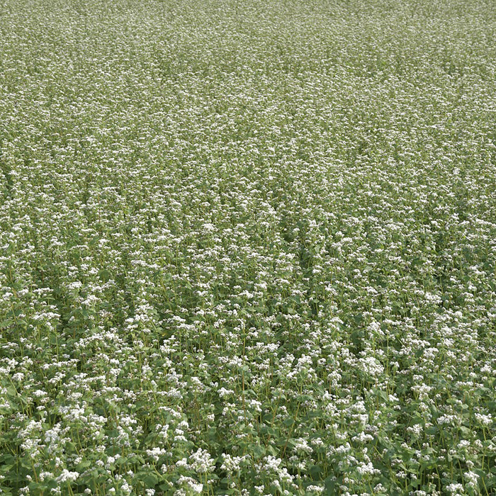 Buckwheat
