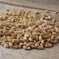  Winter Wheat