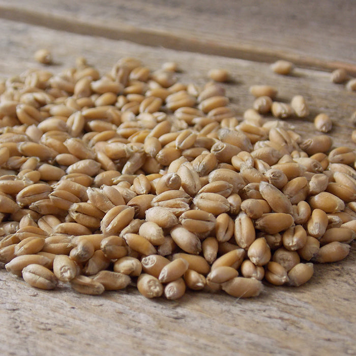  Winter Wheat