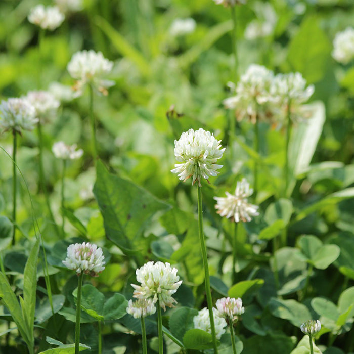  White Dutch Clover