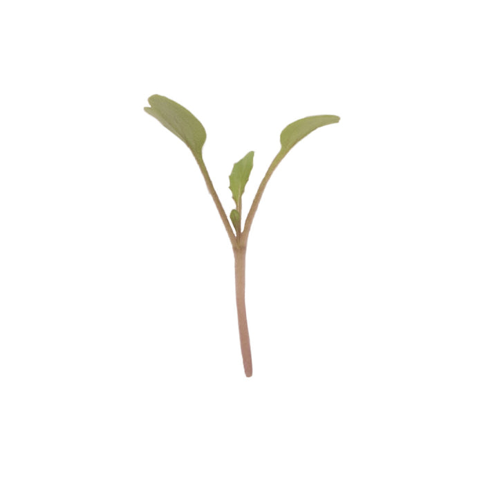  Arugula Microgreens