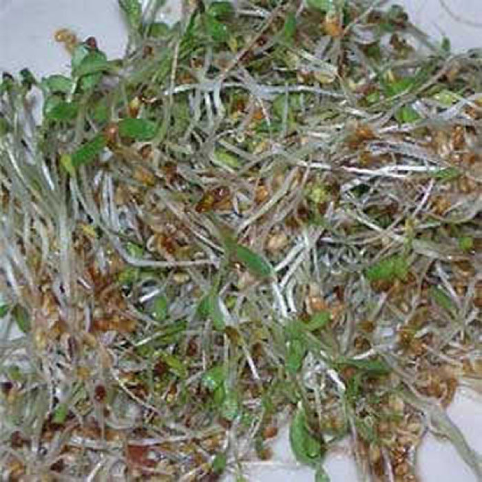  Alfalfa Sprouting Seed