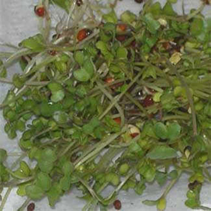  Broccoli Sprouting Seeds