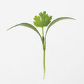  Monogerm Cilantro Microgreens