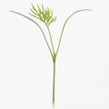  Dill Microgreens
