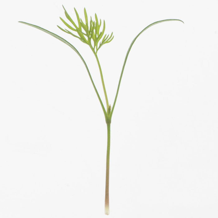  Dill Microgreens