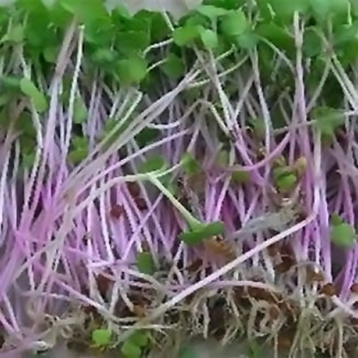  Radish Sprouting Seed
