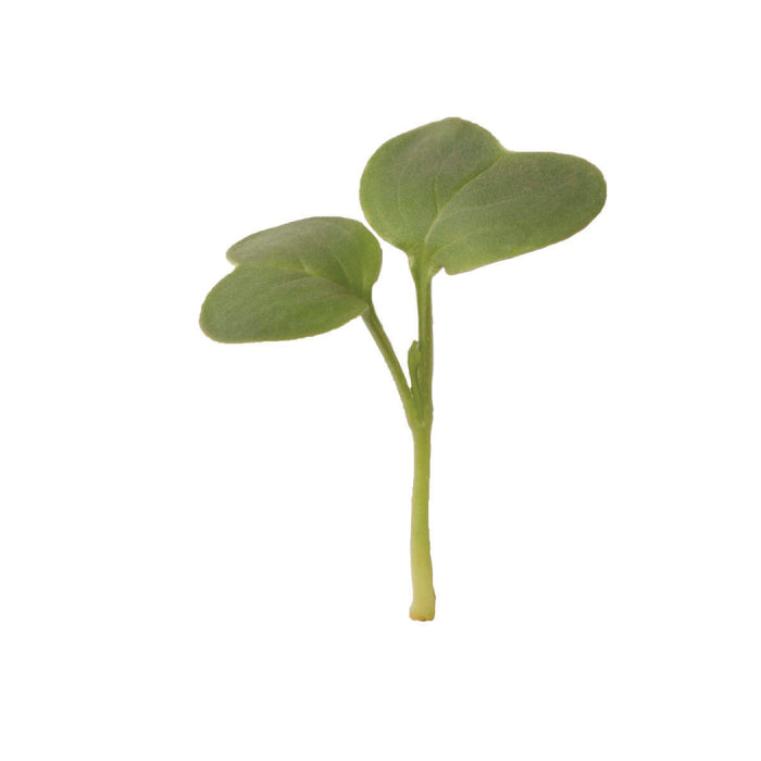  Daikon Radish Microgreens