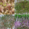  Sprouting Seed Mix