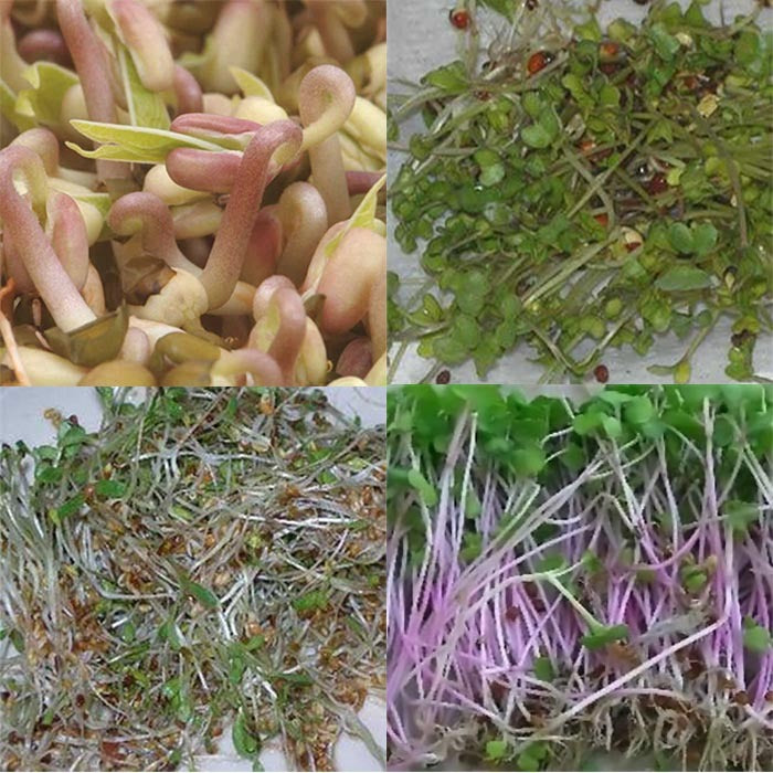  Sprouting Seed Mix
