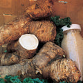  Bohemian Horseradish Crowns