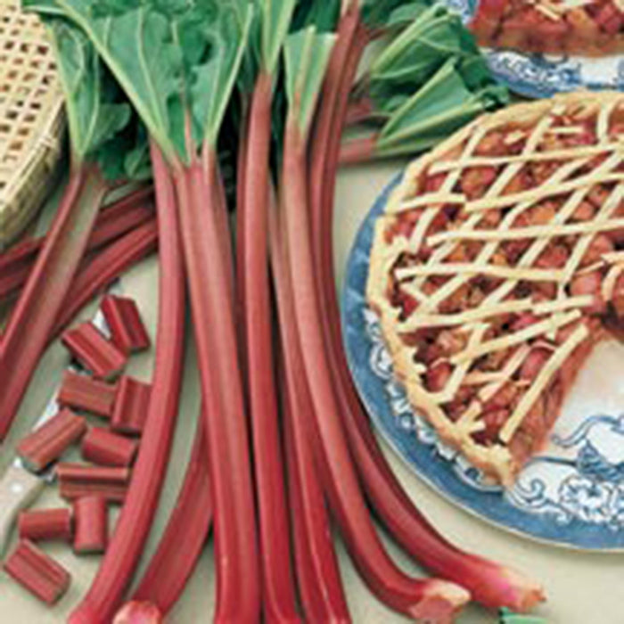  Canada Red And Crimson Red Rhubarb Offer
