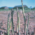  Asparagus Offer #2