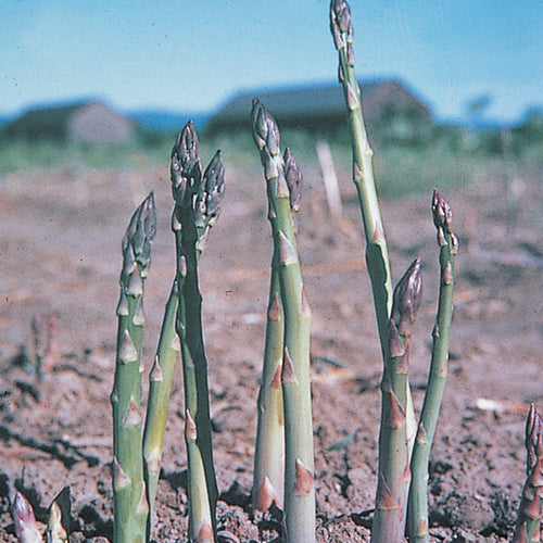  Asparagus Offer #2