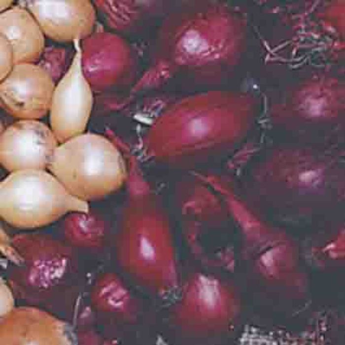  Red Onion Sets
