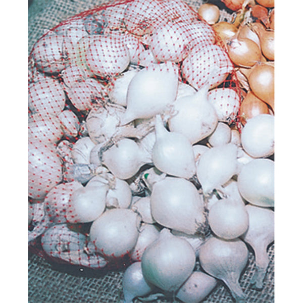  White Onion Sets