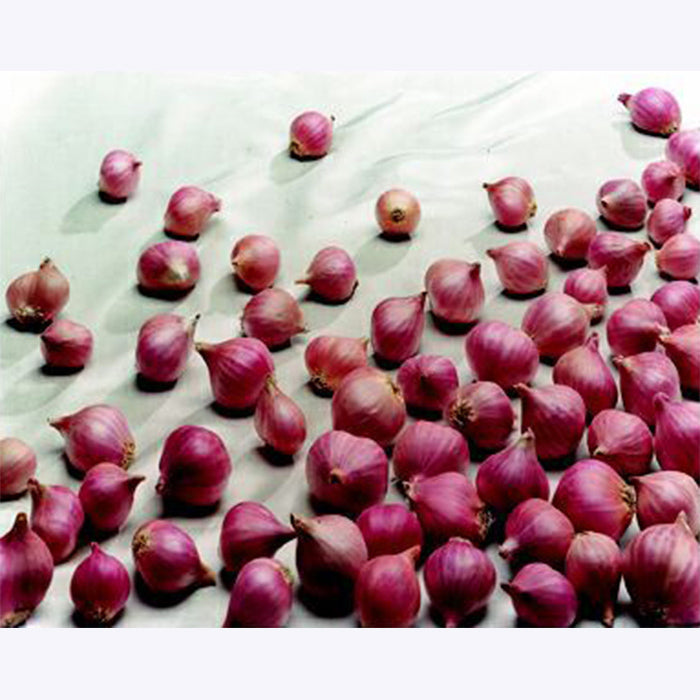  Holland Red Shallots