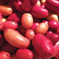  Clancy Hybrid Potato