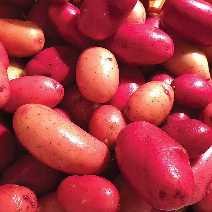  Clancy Hybrid Potato