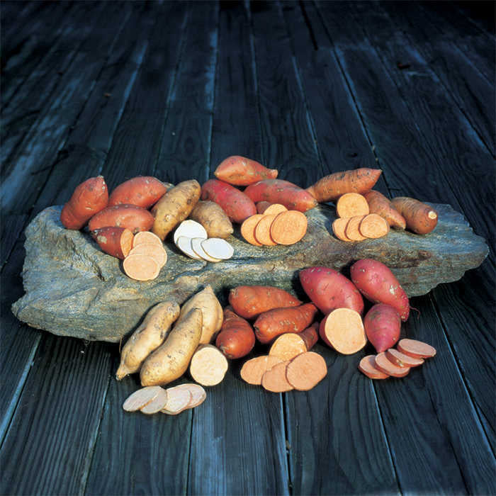  Northern Sweet Potato Collection