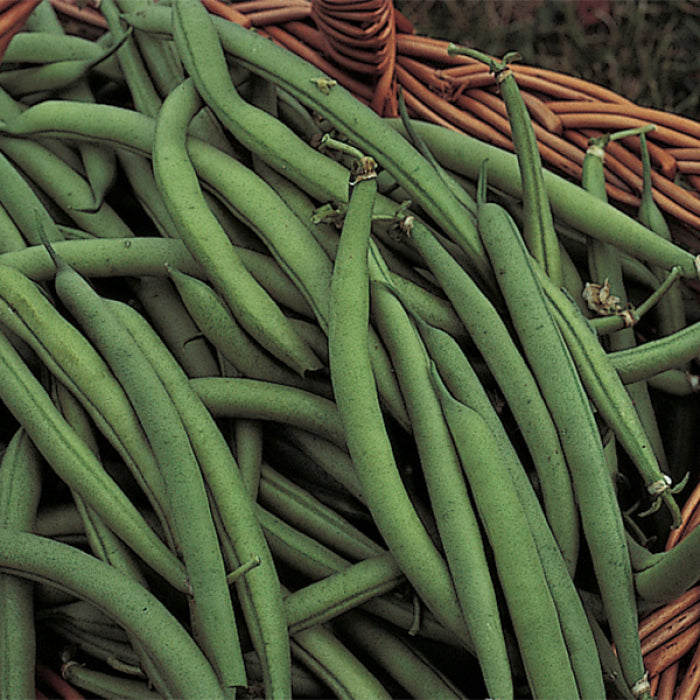  Organic Blue Lake 274 Bush Bean