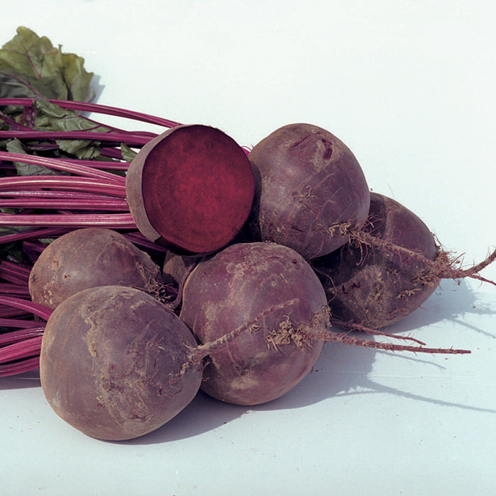  Boro Hybrid Organic Beet