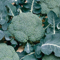  Belstar Organic Hybrid Broccoli
