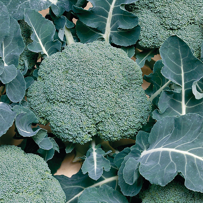  Belstar Organic Hybrid Broccoli